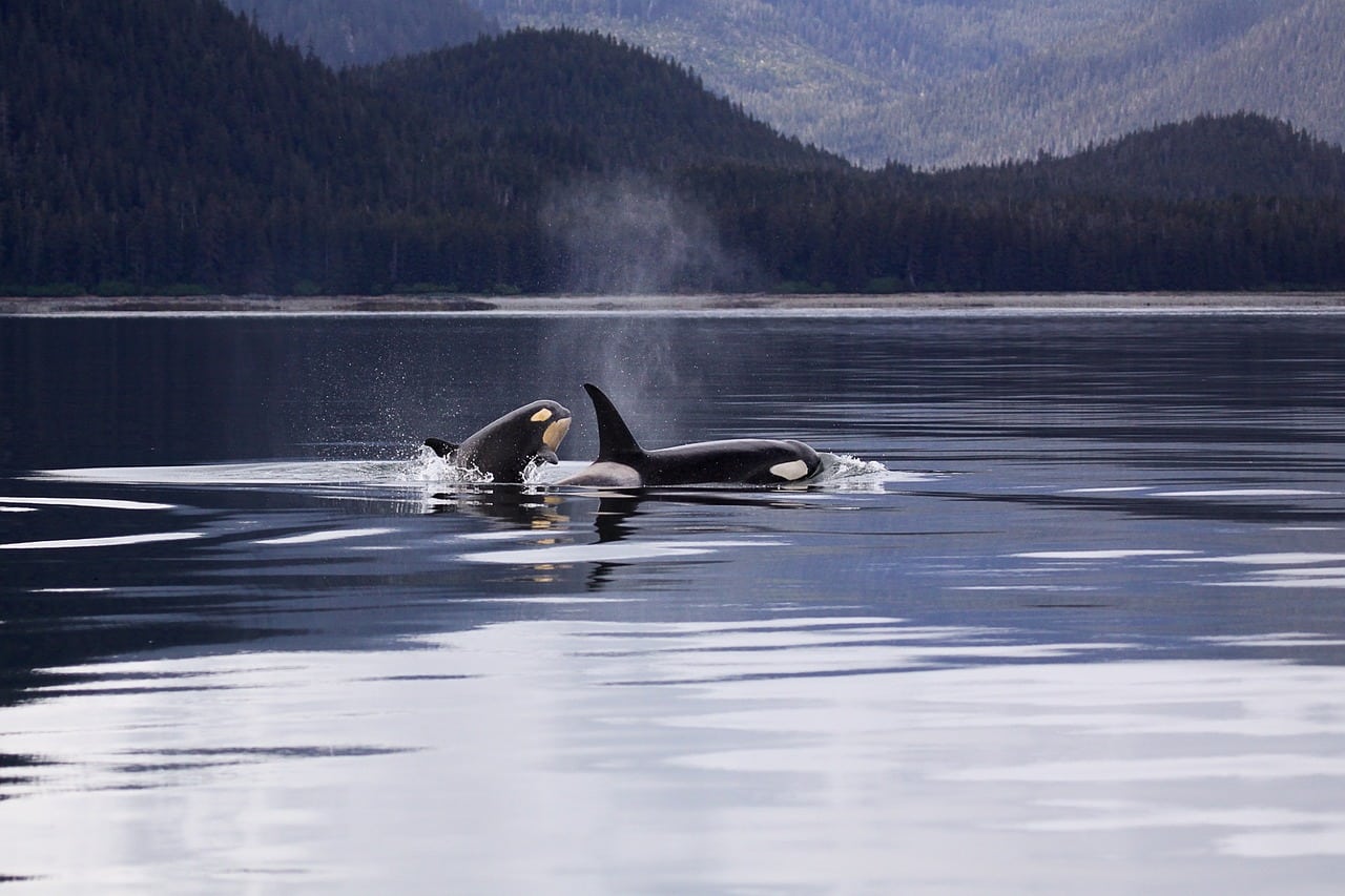 Whale watching off Vancouver Island